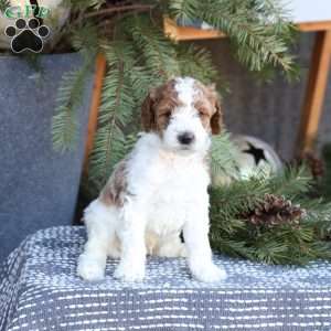 Asher, Mini Goldendoodle Puppy
